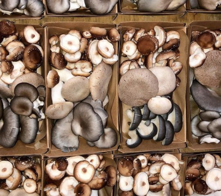 Byron Gourmet Mushrooms - Certified Organic